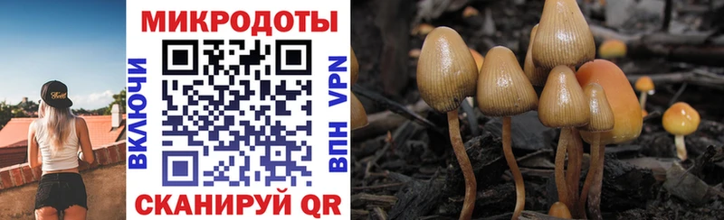 Псилоцибиновые грибы Psilocybe  Красноармейск 